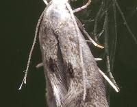 Attēlu rezultāti vaicājumam “Elachista maculicerusella”