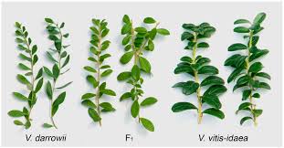 Attēlu rezultāti vaicājumam “Vaccinium vitis-idaea bud”