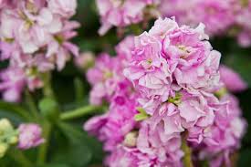 Image result for Levkoje