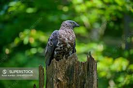 Attēlu rezultāti vaicājumam “Pernis apivorus”