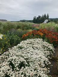 Attēlu rezultāti vaicājumam “Achillea salicifolia flower”