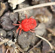 Attēlu rezultāti vaicājumam “Trombidiidae”