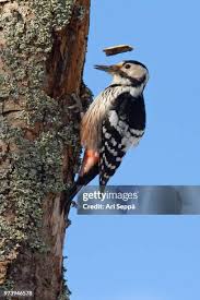 Attēlu rezultāti vaicājumam “Dendrocopos leucotos female”