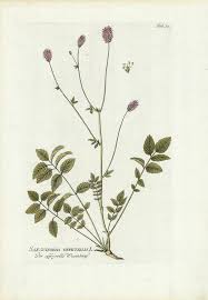 Attēlu rezultāti vaicājumam “Sanguisorba officinalis leaf”