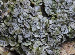 Attēlu rezultāti vaicājumam “Dermatocarpon luridum”