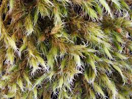Attēlu rezultāti vaicājumam “Orthotrichum affine var. affine sporophyte”