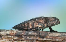 Attēlu rezultāti vaicājumam “Chalcophora mariana”