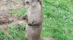 Image result for Eltham Otters