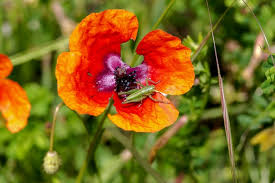 Attēlu rezultāti vaicājumam “Tettigonia cantans”
