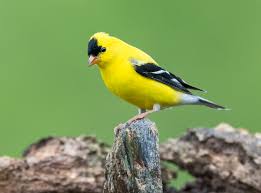 Attēlu rezultāti vaicājumam “Carduelis spinus male”