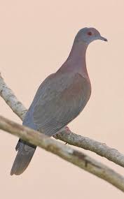 Attēlu rezultāti vaicājumam “Columbiformes”