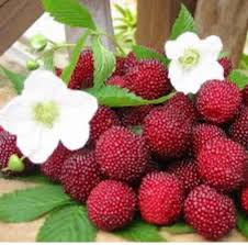 Attēlu rezultāti vaicājumam “Rubus illecebrosus”