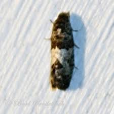 Attēlu rezultāti vaicājumam “Spilonota ocellana”