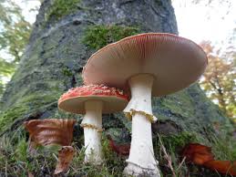 Image result for vliegenzwam