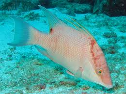 Image result for Lachnolaimus maximus