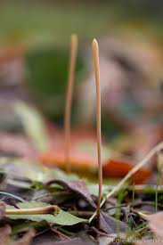 Attēlu rezultāti vaicājumam “Macrotyphula fistulosa”