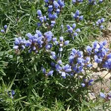 Attēlu rezultāti vaicājumam “Dracocephalum ruyschiana”