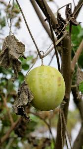 Attēlu rezultāti vaicājumam “Echinocystis lobata fruit”