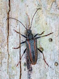 Attēlu rezultāti vaicājumam “Oxymirus cursor female”