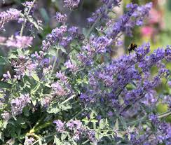 Image result for Nepeta cataria