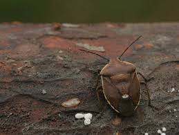 Attēlu rezultāti vaicājumam “Chlorochroa juniperina imago”