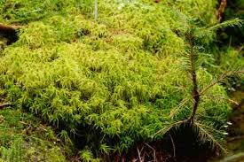 Attēlu rezultāti vaicājumam “Sphagnum girgensohnii”