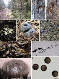 Attēlu rezultāti vaicājumam “Amaurochaete sp.”