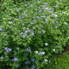 Image result for Ageratum houstonianum