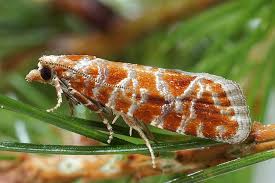 Attēlu rezultāti vaicājumam “Rhyacionia pinicolana”