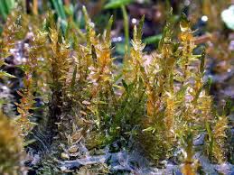 Attēlu rezultāti vaicājumam “Calliergon megalophyllum”