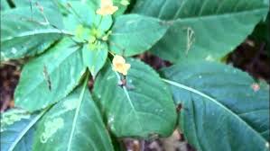 Attēlu rezultāti vaicājumam “Impatiens noli-tangere leaf”