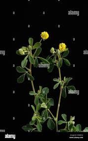 Attēlu rezultāti vaicājumam “Trifolium dubium leaf”