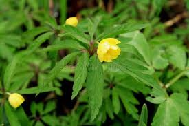 Attēlu rezultāti vaicājumam “Anemone ranunculoides leaf”