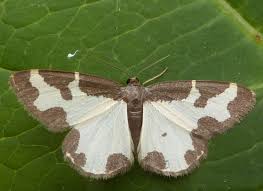 Attēlu rezultāti vaicājumam “Lomaspilis marginata”