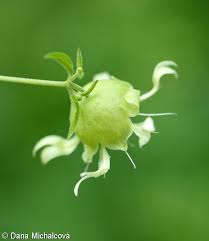 Attēlu rezultāti vaicājumam “Silene baccifera fruit”
