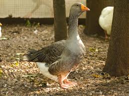 Attēlu rezultāti vaicājumam “Anseriformes”