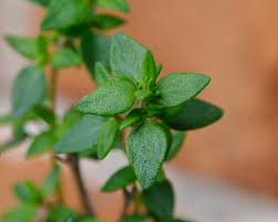 Image result for Thymus vulgaris