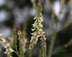Attēlu rezultāti vaicājumam “Melilotus albus flower”