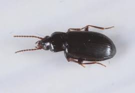 Attēlu rezultāti vaicājumam “Tachyta nana”