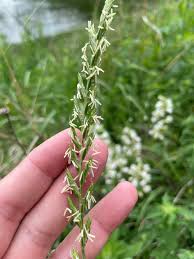 Attēlu rezultāti vaicājumam “Elytrigia repens subsp. arenosa”