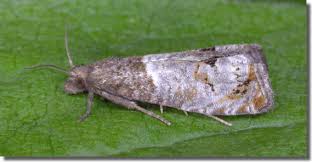 Attēlu rezultāti vaicājumam “Notocelia roborana”