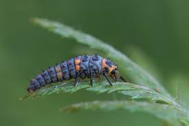 Attēlu rezultāti vaicājumam “Coccinella septempunctata imago”