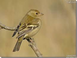 Attēlu rezultāti vaicājumam “Fringilla coelebs”