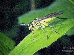 Attēlu rezultāti vaicājumam “Tenthredinidae”