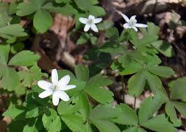 Attēlu rezultāti vaicājumam “Anemone”