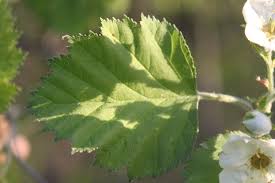 Attēlu rezultāti vaicājumam “Crataegus submollis”