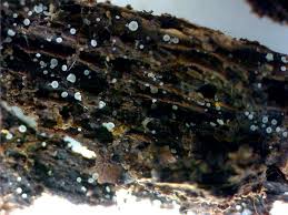 Attēlu rezultāti vaicājumam “Hyaloscypha hyalina”