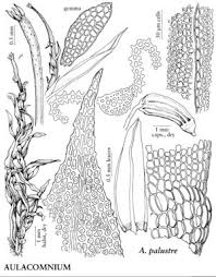 Attēlu rezultāti vaicājumam “Aulacomnium palustre”