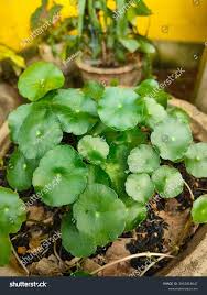 Attēlu rezultāti vaicājumam “Hydrocotyle vulgaris fruit”