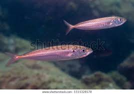 Image result for Trachurus mediterraneus